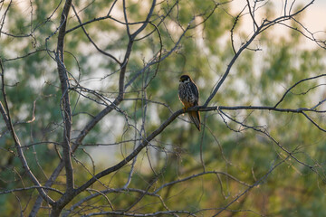 A Eurasian Hobby (Falco subbuteo) perched calmly on a shrub branch, bathed in warm golden light at sunset – a rare moment of stillness captured in the wild.
