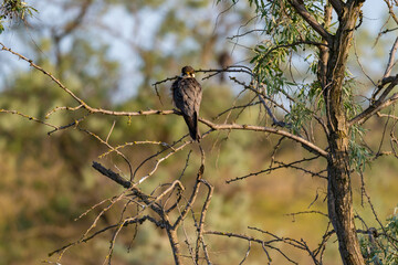 A Eurasian Hobby (Falco subbuteo) perched calmly on a shrub branch, bathed in warm golden light at sunset – a rare moment of stillness captured in the wild.