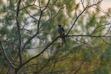 A Eurasian Hobby (Falco subbuteo) perched calmly on a shrub branch, bathed in warm golden light at sunset – a rare moment of stillness captured in the wild.