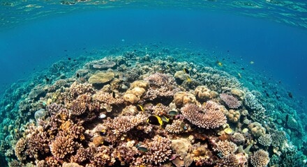 Obraz premium Colorful Tropical Coral Reefs Underwater Ocean Scene