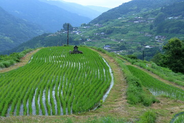八畝の棚田　梅雨時　（高知県　大豊町）