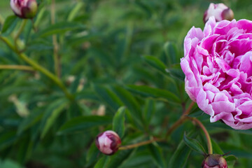 Vibrant Close-Up of Pink Peony Flower with Textured Petals for publication, poster, screensaver, wallpaper, banner, cover, post. High quality photography