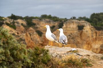 Seagull on the coast