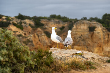 Seagull on the coast