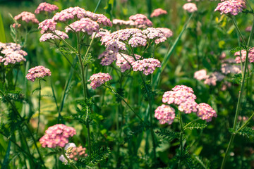 Pink Yarrow (Achillea millefolium) in Bloom – Close-Up of Flowering Medicinal Herb in Sunny Meadow with Fern-Like Leaves and Vibrant Wildflowers in Natural Green Background