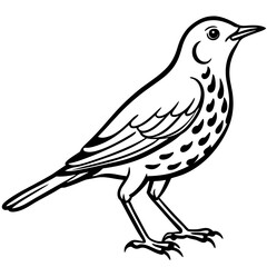 Line Art Bird Song Thrush White