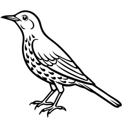 Line Art Bird Song Thrush White