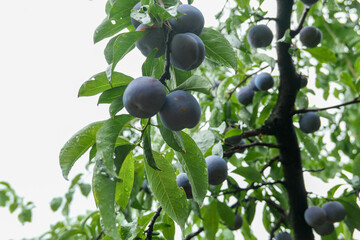 Mature plums on the trees in the orchard