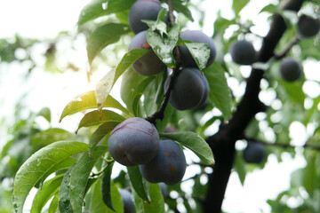 Mature plums on the trees in the orchard