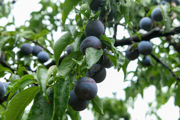 Mature plums on the trees in the orchard