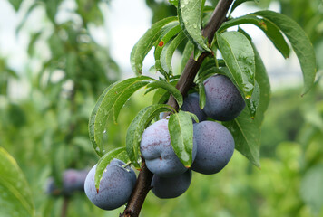Mature plums on the trees in the orchard