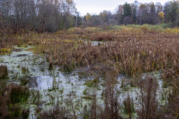  swamp in autumn