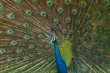 Peacock Minnerya NP Sri Lanka 