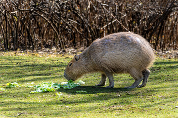 Capybara, Hydrochoerus hydrochaeris grazing on fresh green grass