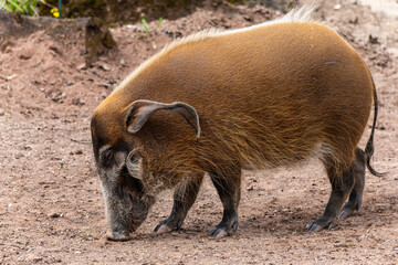 Red river hog, Potamochoerus porcus, also known as the bush pig.