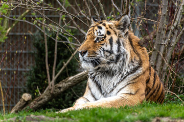 The Siberian tiger,Panthera tigris altaica in a park