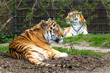 The Siberian tiger,Panthera tigris altaica in a park
