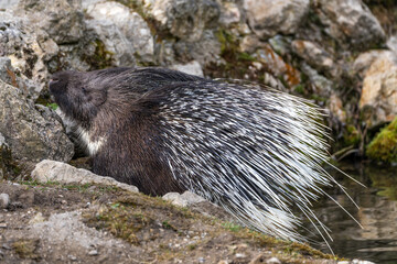 Indian crested Porcupine, Hystrix indica in a german nature park