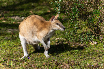 The agile wallaby, Macropus agilis also known as the sandy wallaby