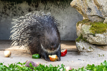 Indian crested Porcupine, Hystrix indica in a german nature park