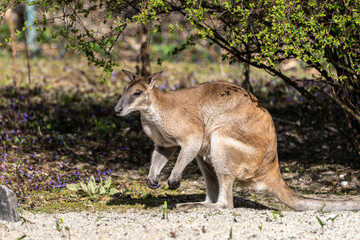 The agile wallaby, Macropus agilis also known as the sandy wallaby
