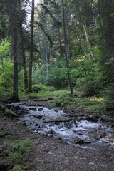 Obraz premium A clear, rocky stream flows gently through a sun-dappled, lush green forest, offering a serene escape into nature's untouched wilderness