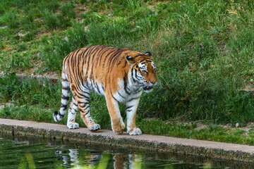 The Siberian tiger,Panthera tigris altaica in a park