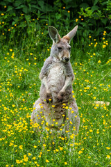 The red kangaroo, Macropus rufus is the largest of all kangaroos and the largest extant marsupial.