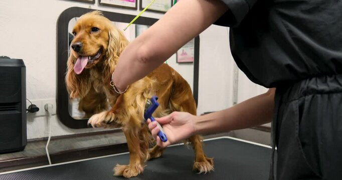 Professional groomer brushing a red English Cocker Spaniel dog on a grooming table. Close-up of coat care in pet grooming salon.