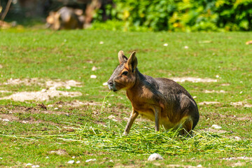 Fototapeta premium Patagonian Mara, Dolichotis patagonum are large relatives of guinea pigs