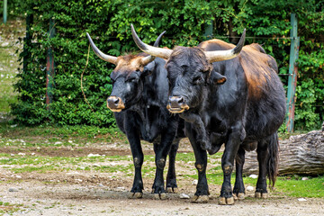 Heck cattle, Bos primigenius taurus or aurochs in a German park