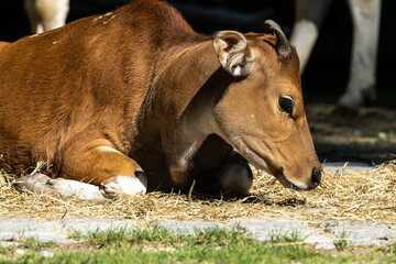 Fototapeta premium Banteng, Bos javanicus or Red Bull is a type of wild cattle.