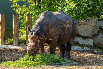 Fototapeta premium The Indian Rhinoceros, Rhinoceros unicornis aka Greater One-horned Rhinoceros