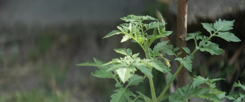 Organic tomato plant burgeon 4k anamorphic video