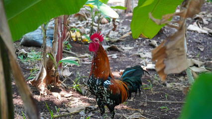 Colorful Rooster in Natural Habitat Under Lush Green Foliage