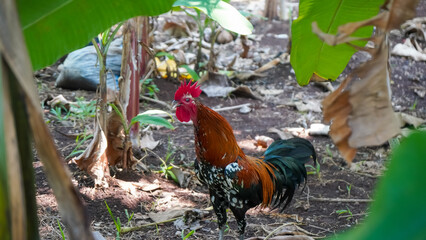 Vibrant rooster with red comb and colorful plumage stands amidst lush green banana leaves in a...