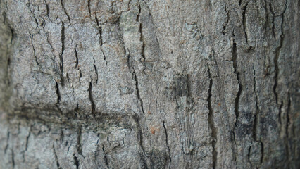 Detailed Close-up of Natural Tree Bark Texture. Weathered, Rough Surface with Cracks and Organic Patterns. Ideal for Backgrounds and Design.