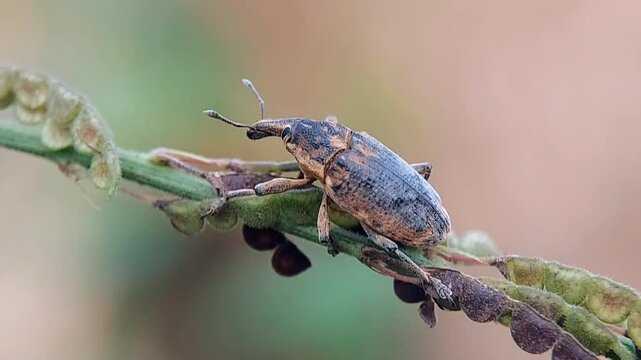 Macro Video of a Brown Weevil Insect Moving Along a Green Stem, Showing Its Long Snout and Detailed Exoskeleton.