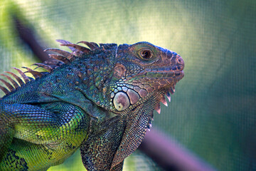 iguana on a branch