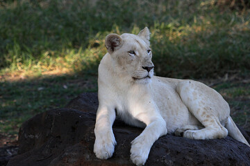 portrait of a lioness