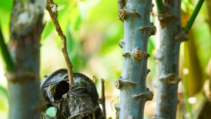 Dried seed pod hanging from a tropical plant stem with blurred green background, close-up nature...