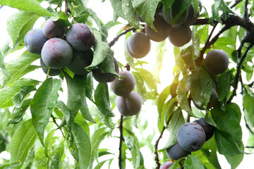 Mature plums on the trees in the orchard
