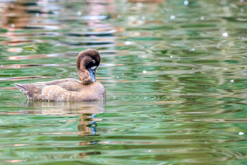 Adult Female Lesser Scaup with Head Tucked to its Neck as it Swims on the Pond in Audubon Park, New Orleans, LA, USA