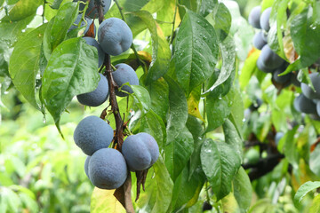 Mature plums on the trees in the orchard