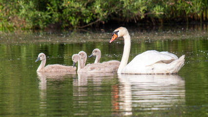 swan on the lake
