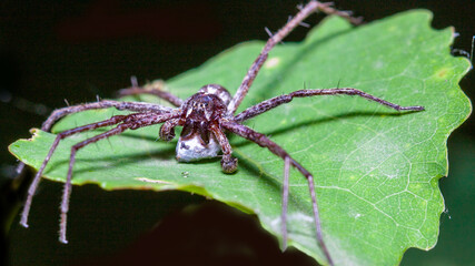 spider on a leaf