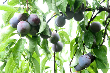 Mature plums on the trees in the orchard