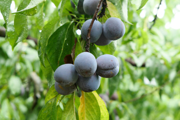 Mature plums on the trees in the orchard
