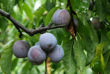 Mature plums on the trees in the orchard