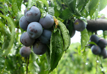 Mature plums on the trees in the orchard
